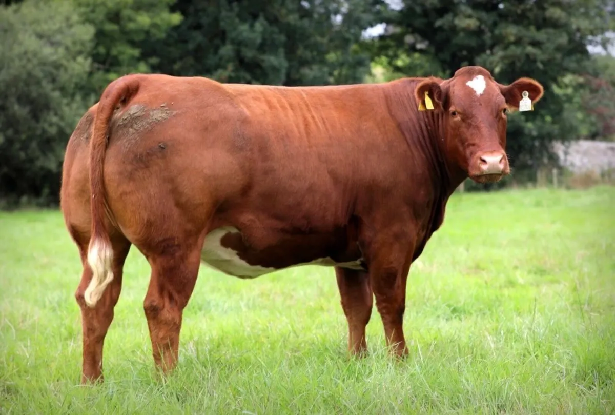 Incalf heifers for sale - Image 3
