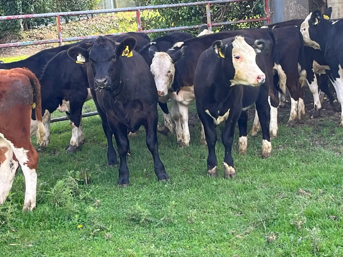 Super Whitehead Heifer Weanlings - Image 2