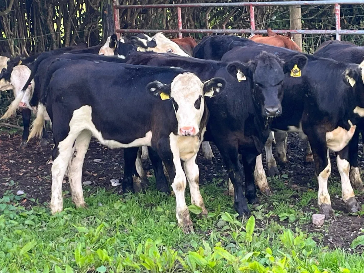Super Whitehead Heifer Weanlings - Image 3