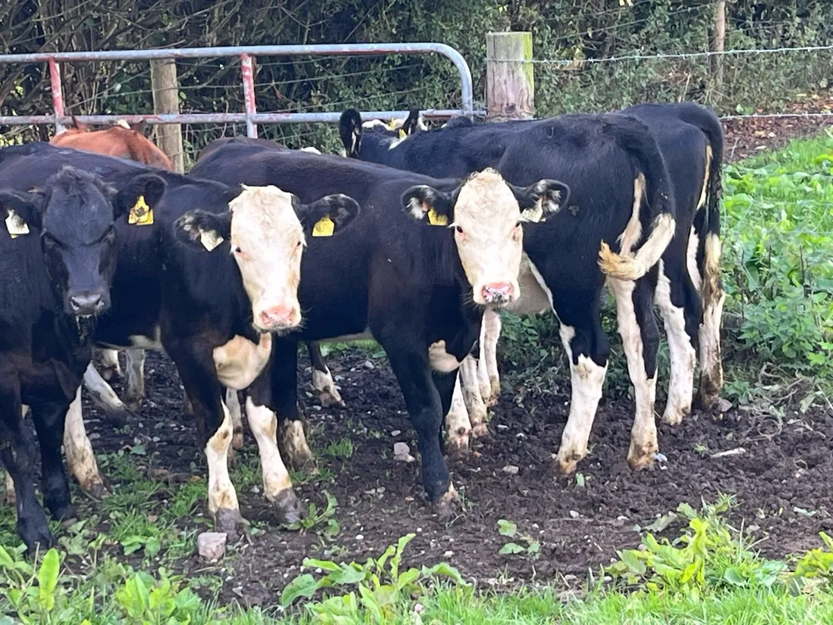 Super Whitehead Heifer Weanlings - Image 4