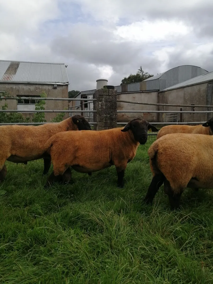 Suffolk Shearlings - Image 3