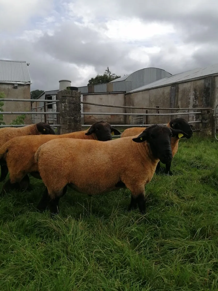 Suffolk Shearlings - Image 4