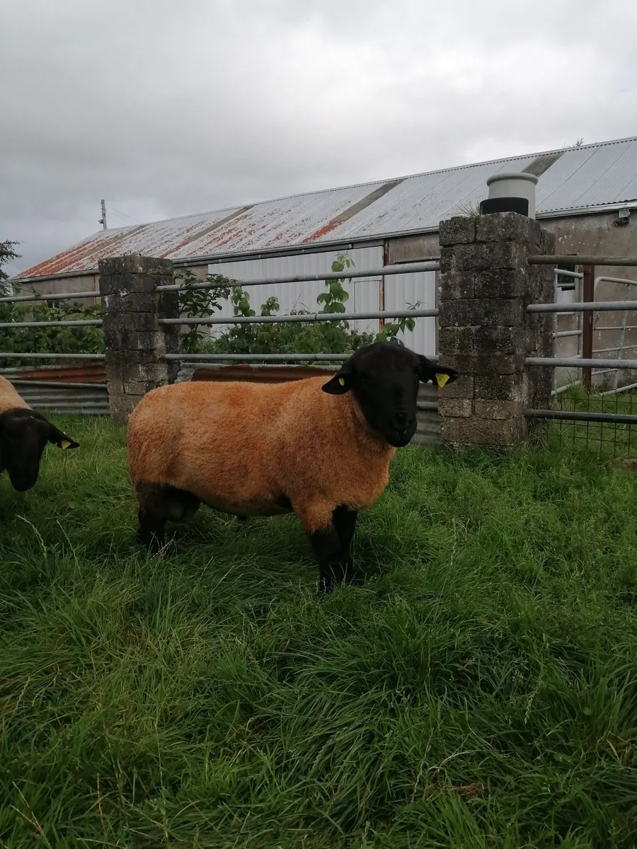 Suffolk Shearlings - Image 1