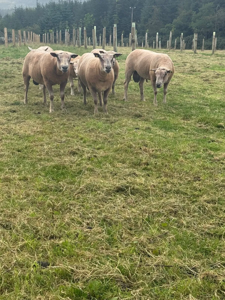 Sheep Charolais Hoggett rams - Image 1