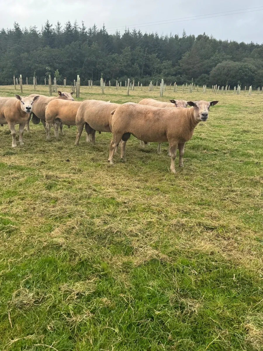 Sheep Charolais Hoggett rams - Image 2