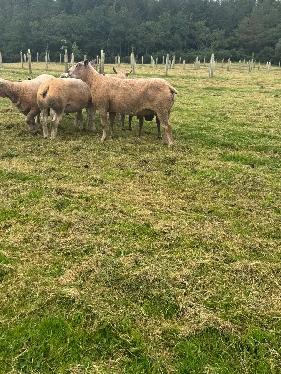 Sheep Charolais Hoggett rams - Image 3