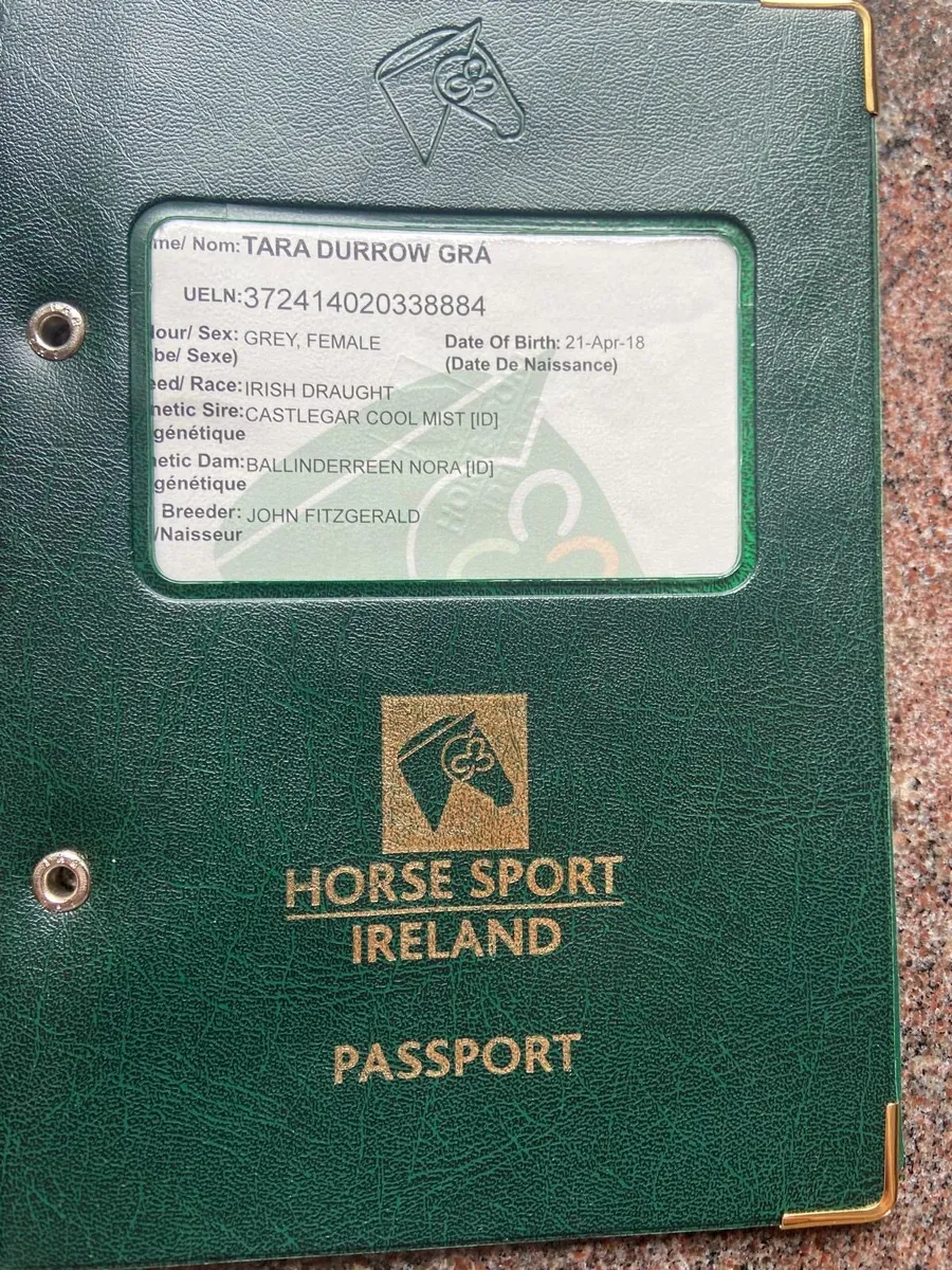 Irish Draught Broodmare - Image 3