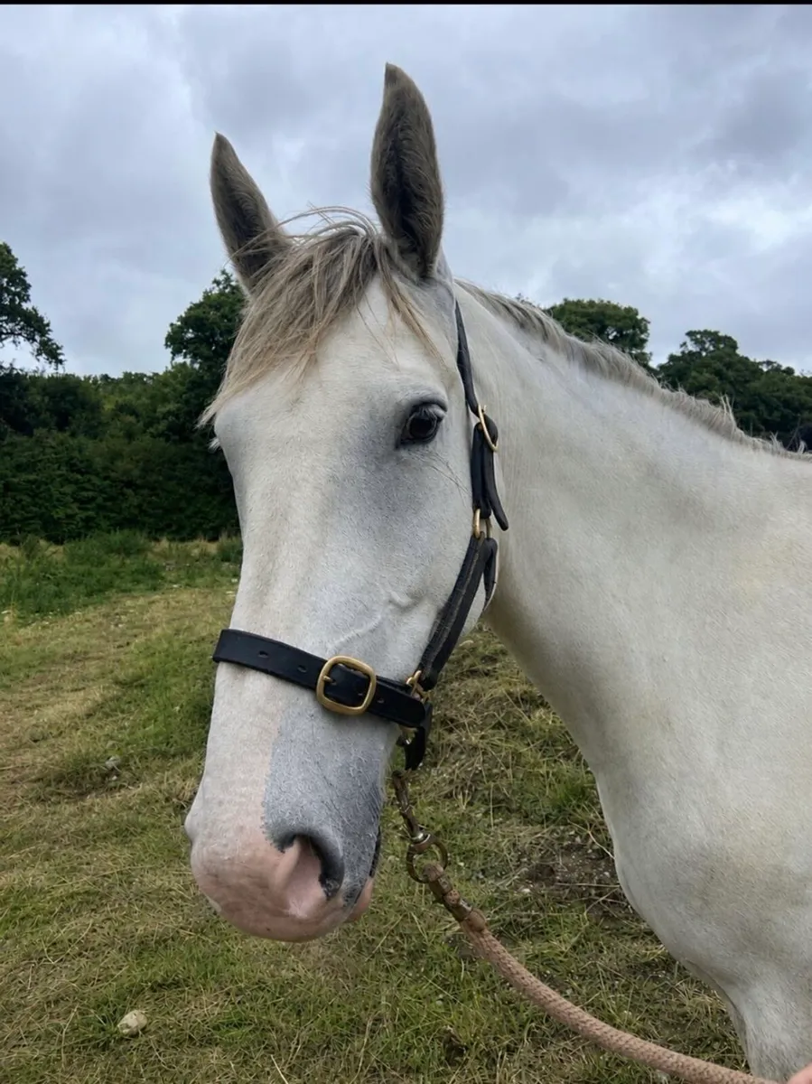 Irish Draught Broodmare - Image 2