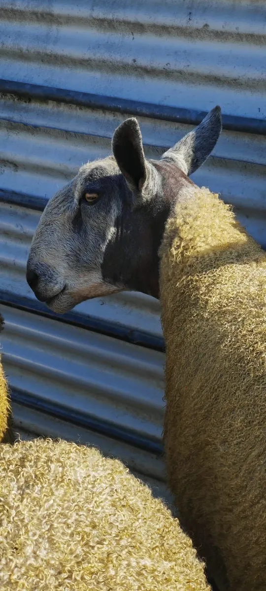 Blue Leicester Shearlings For Sale - Image 1