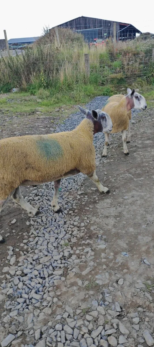 Blue Leicester Shearlings For Sale - Image 2