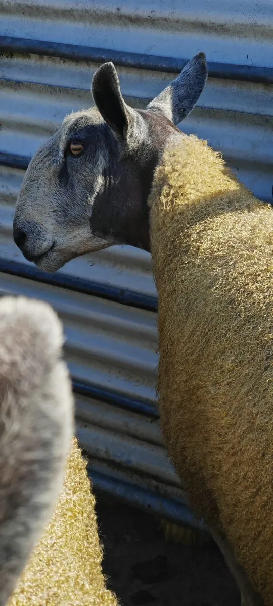 Blue Leicester Shearlings For Sale - Image 3