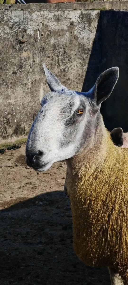 Blue Leicester Shearlings For Sale - Image 4