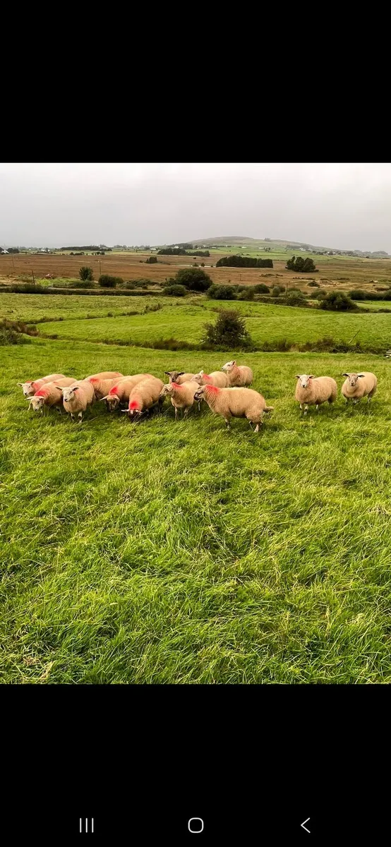 14 ewe lambs suffolk cross texel - Image 4