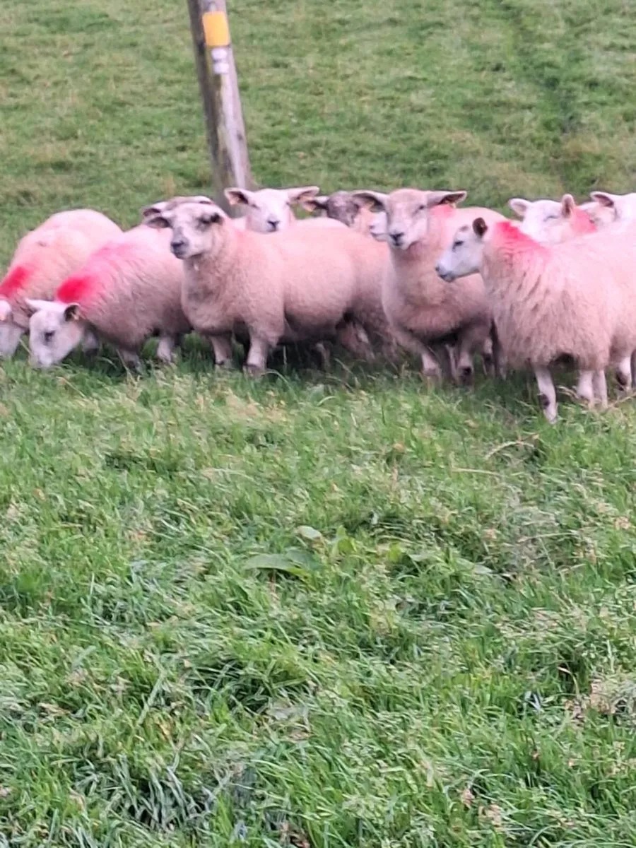 14 ewe lambs suffolk cross texel - Image 3