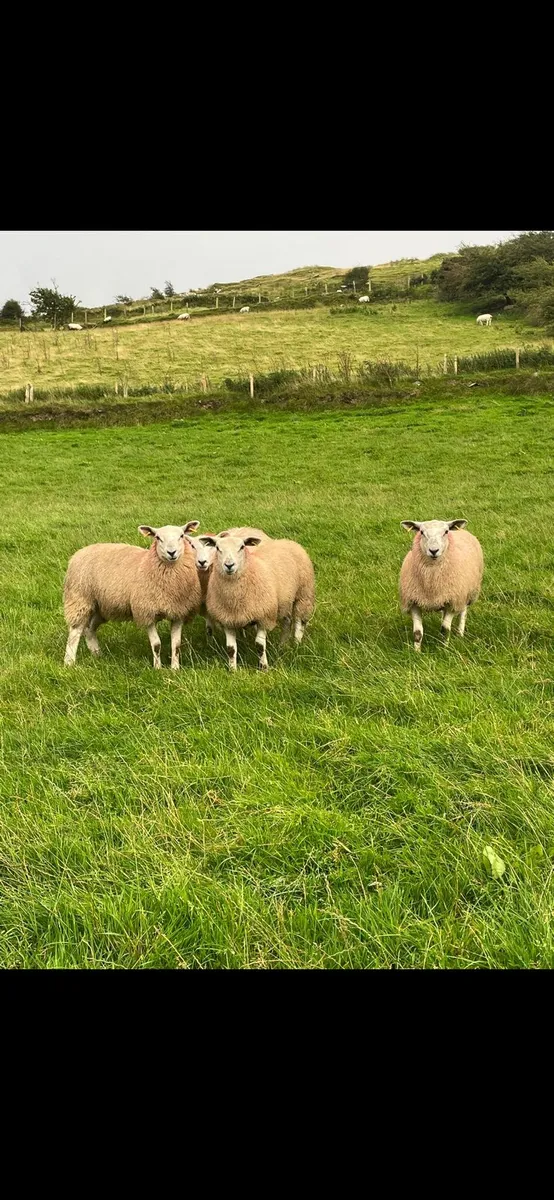 14 ewe lambs suffolk cross texel - Image 2