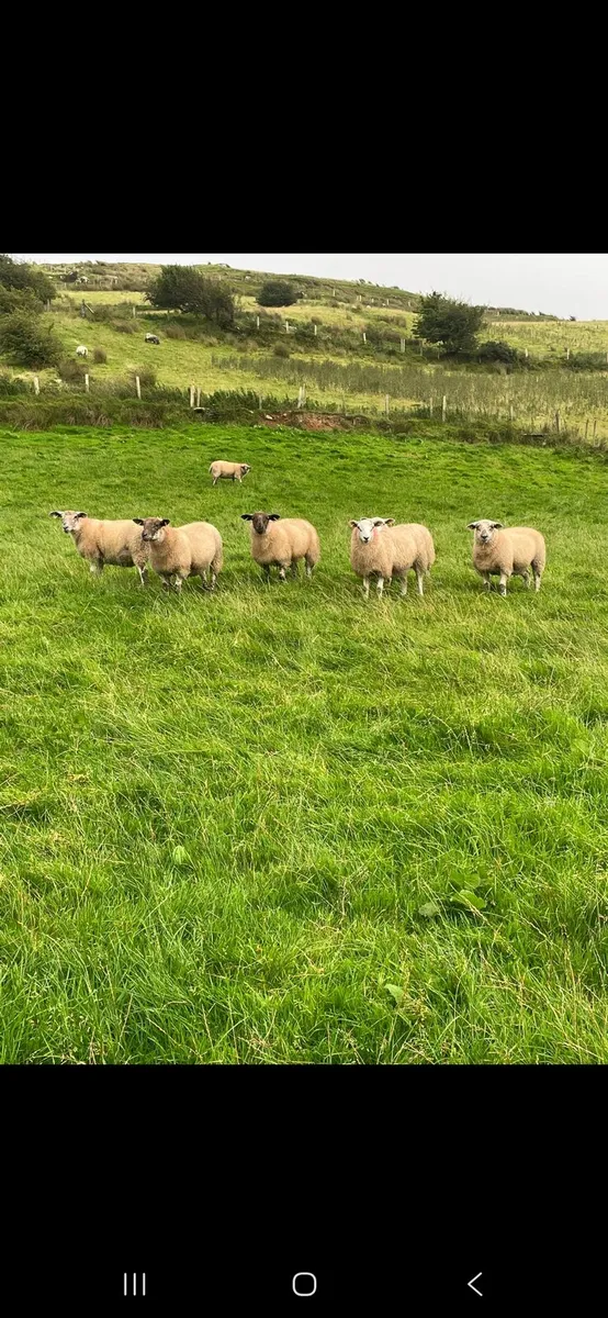 14 ewe lambs suffolk cross texel - Image 1