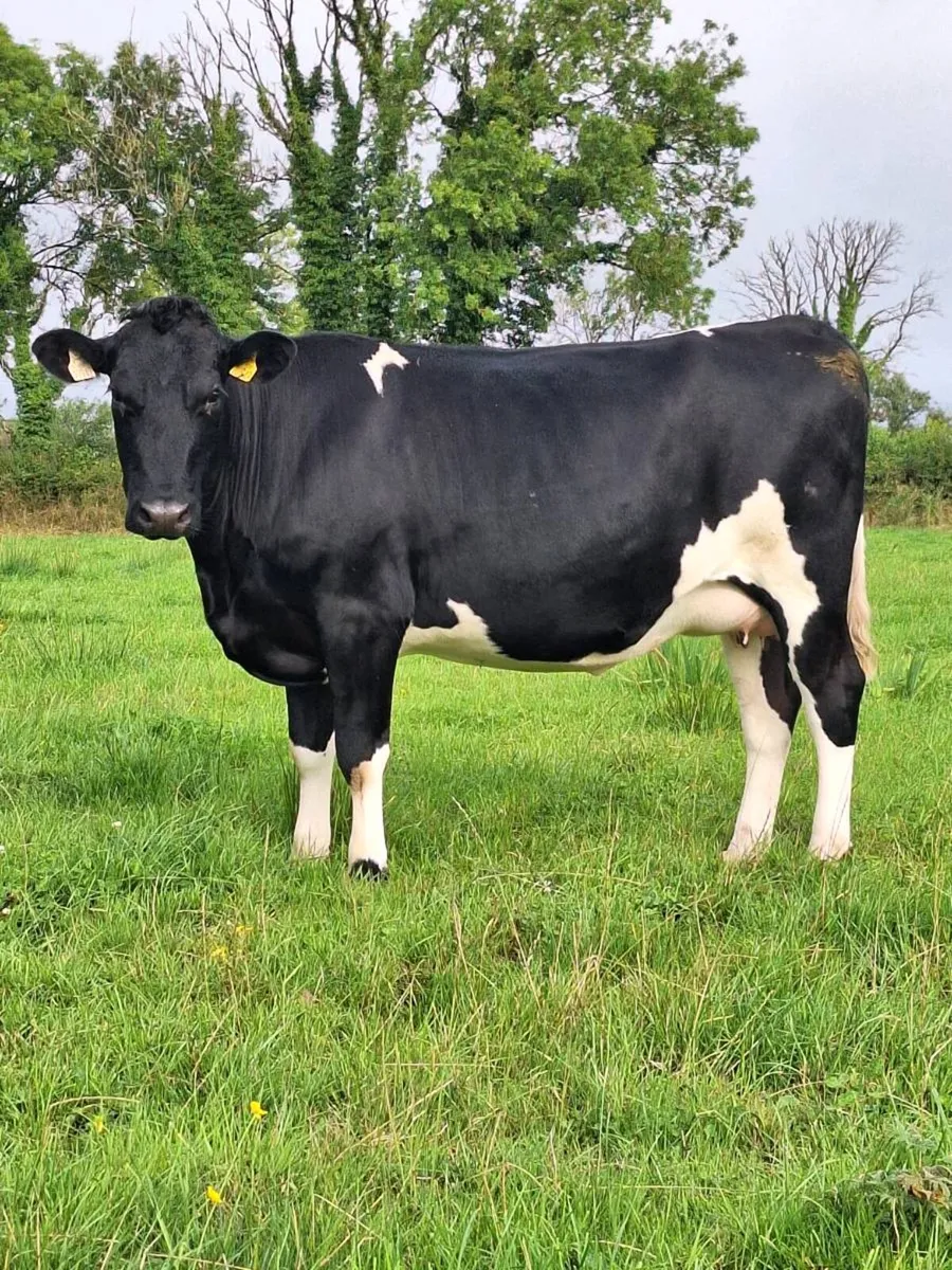Friesian incalf heifers - Image 1