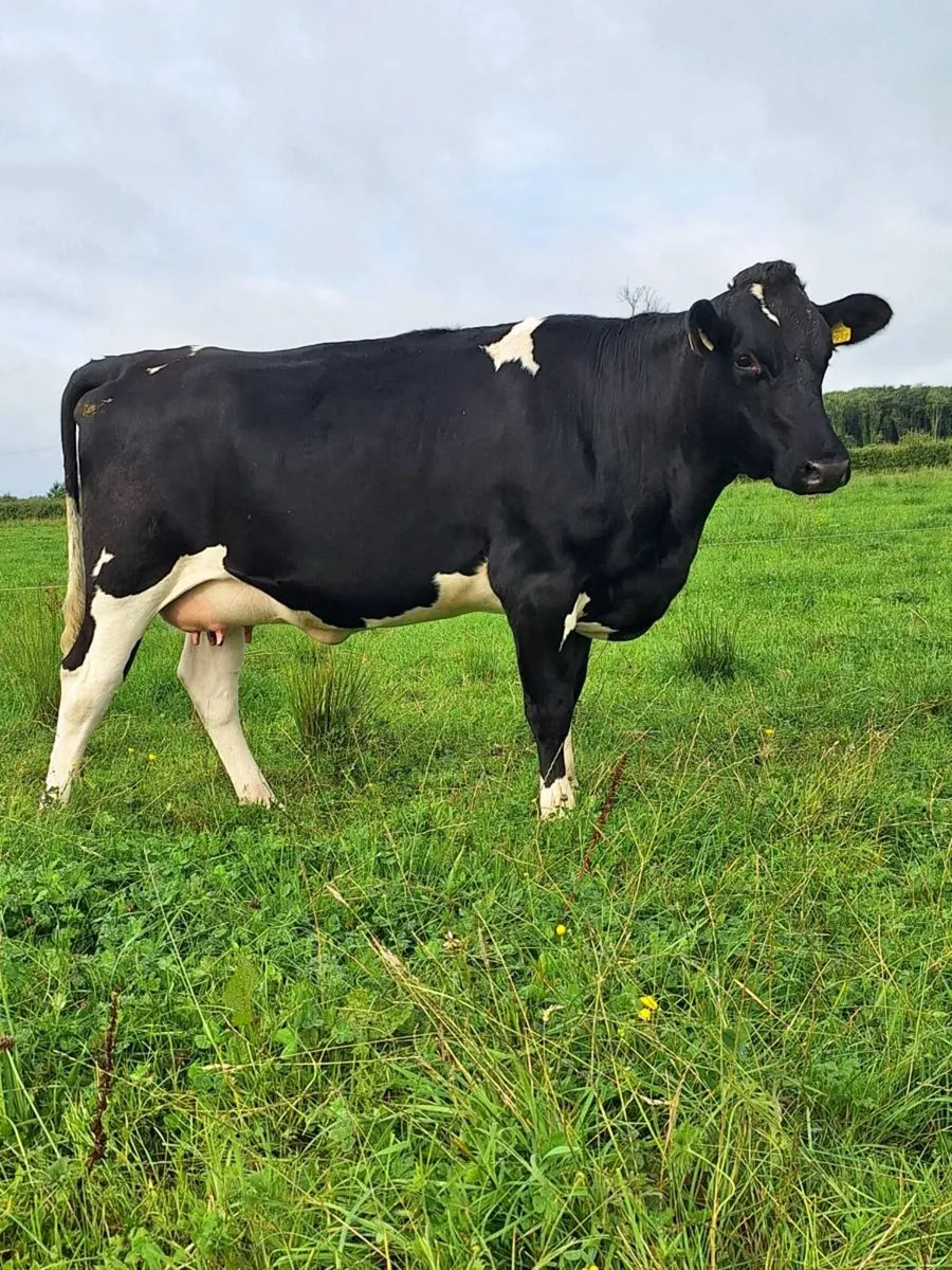 Friesian incalf heifers - Image 2