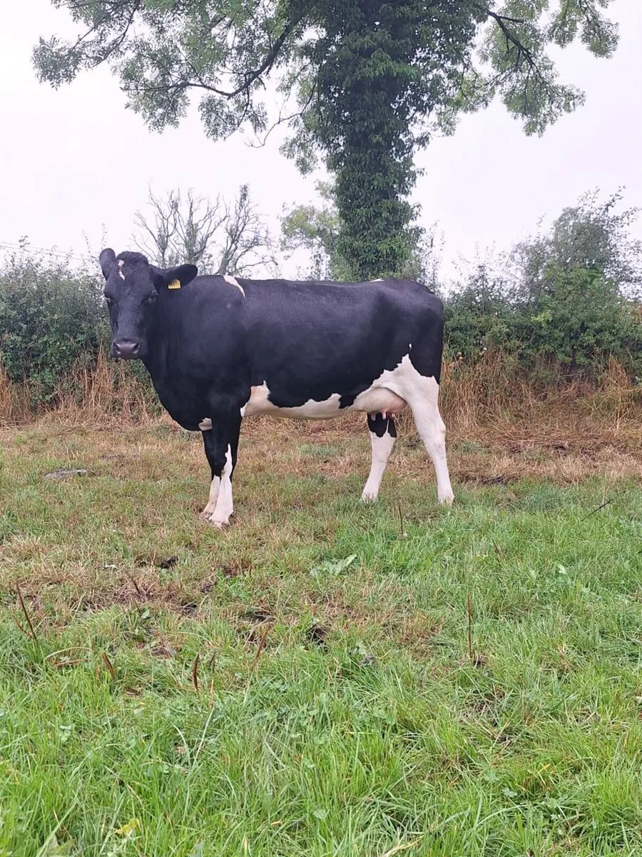 Friesian incalf heifers - Image 3