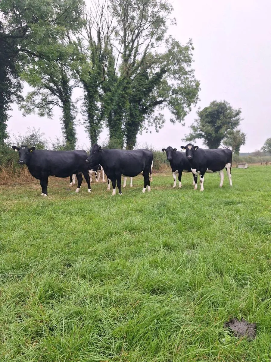 Friesian incalf heifers - Image 4
