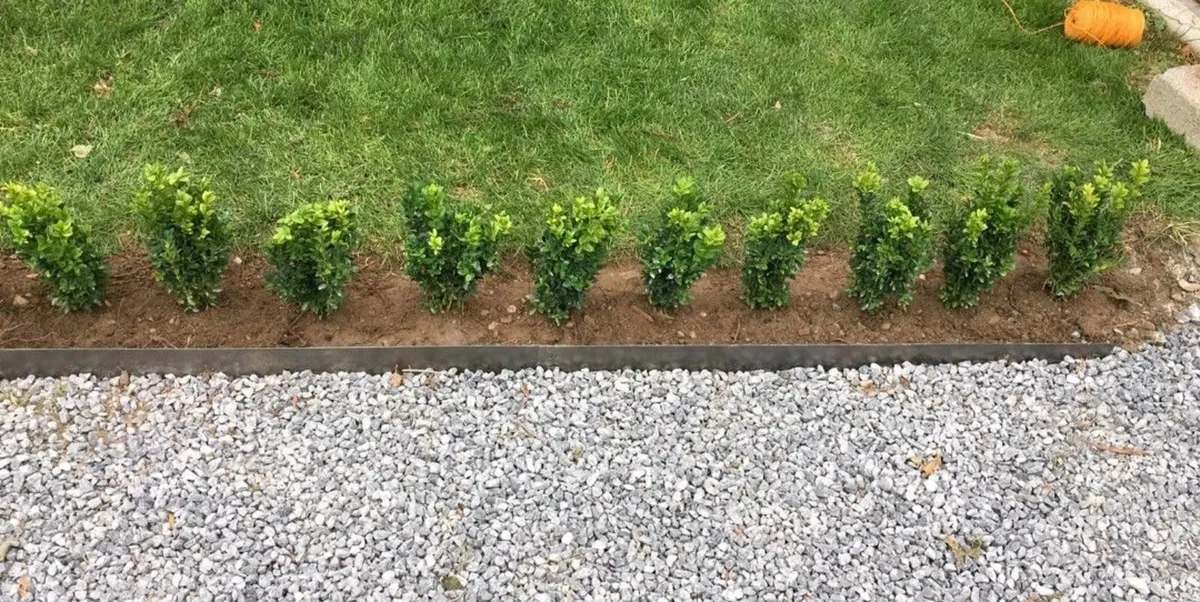 Box Hedging - Image 1