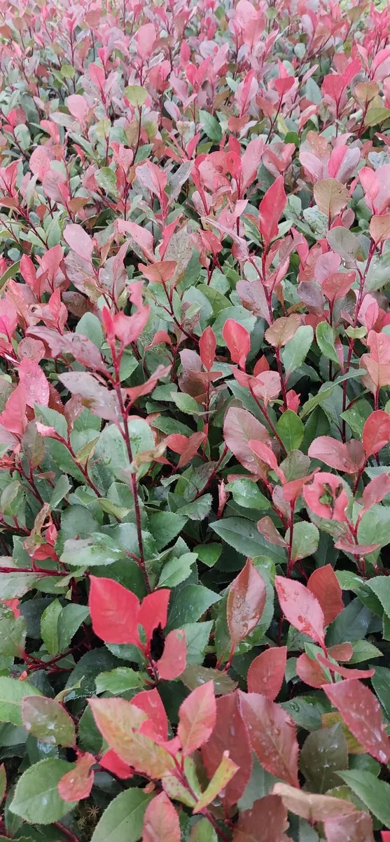 Red Robin Hedging