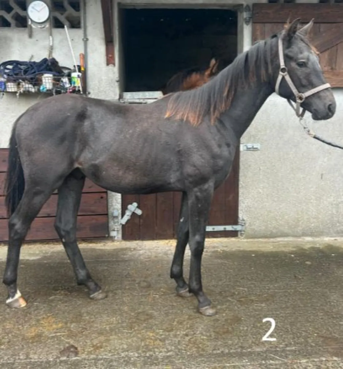 5 Irish Sport Horses - Image 2
