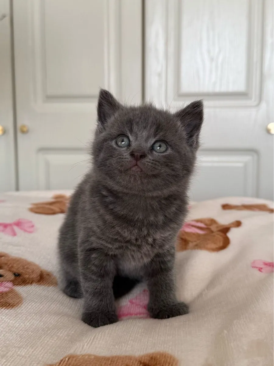British Shorthair Kittens Cross - Image 2