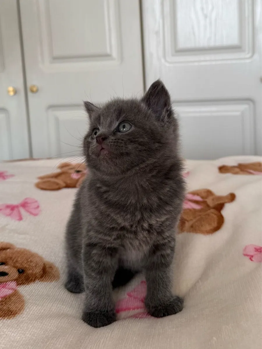 British Shorthair Kittens Cross - Image 1
