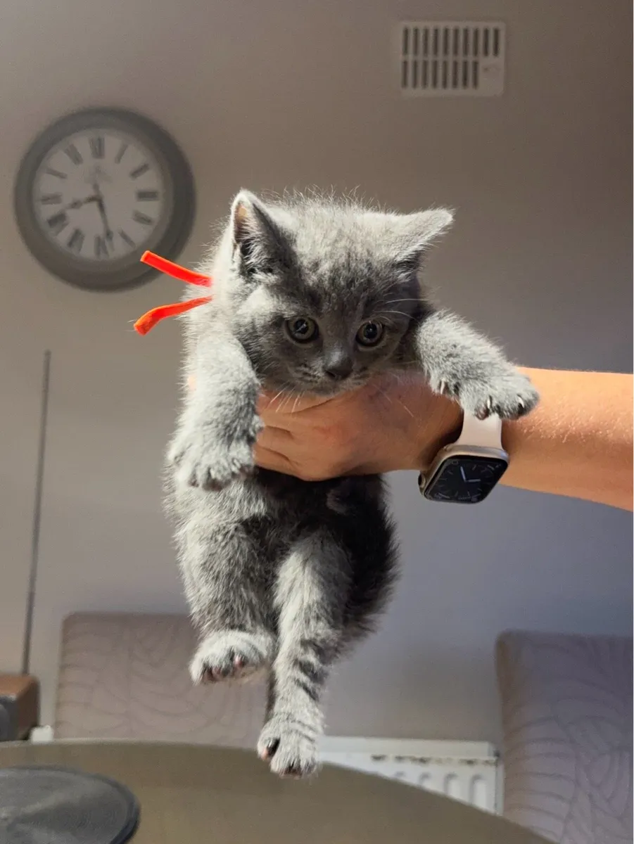 British Shorthair Kittens Cross - Image 3