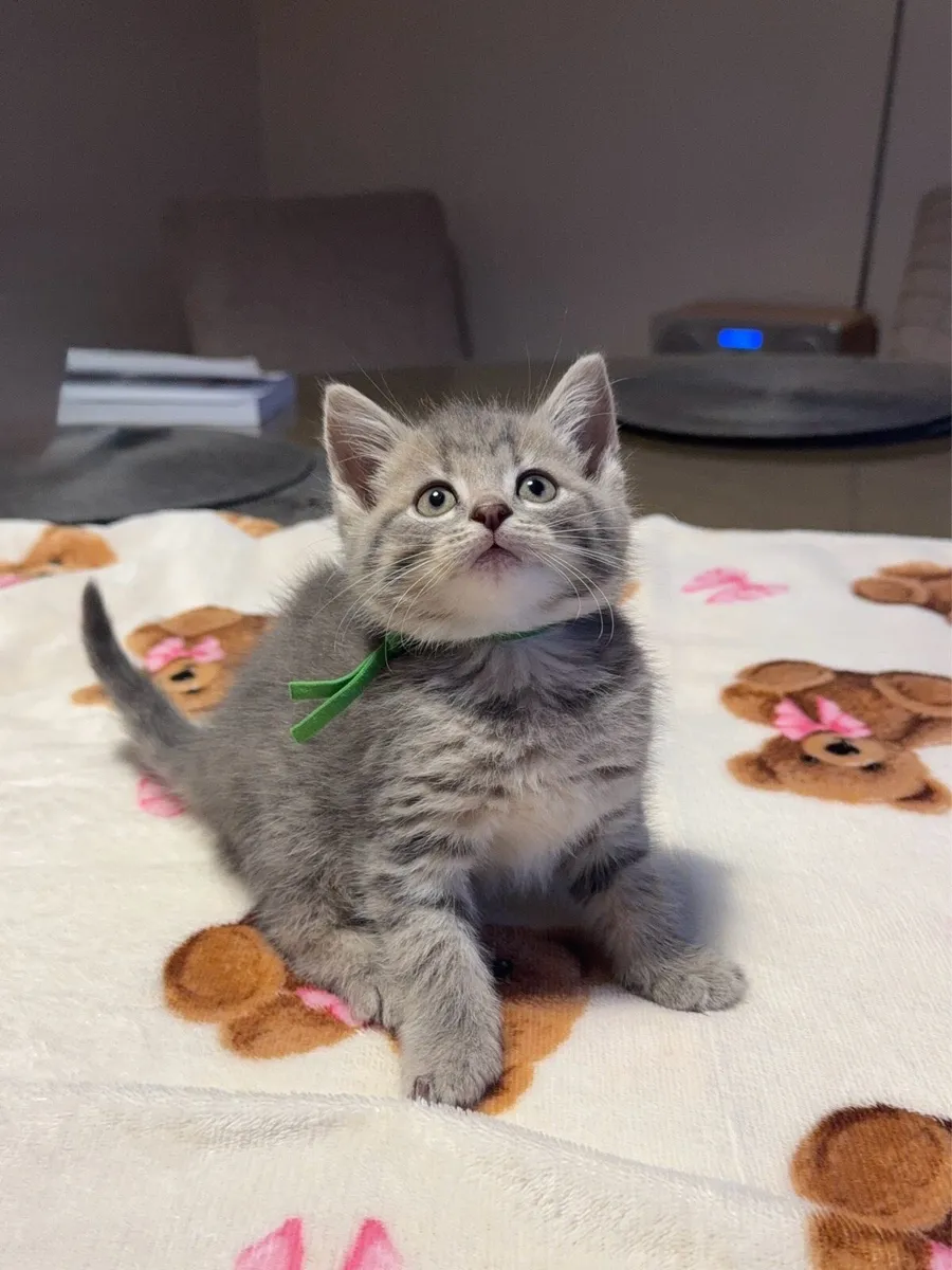 British Shorthair Kittens Cross - Image 4