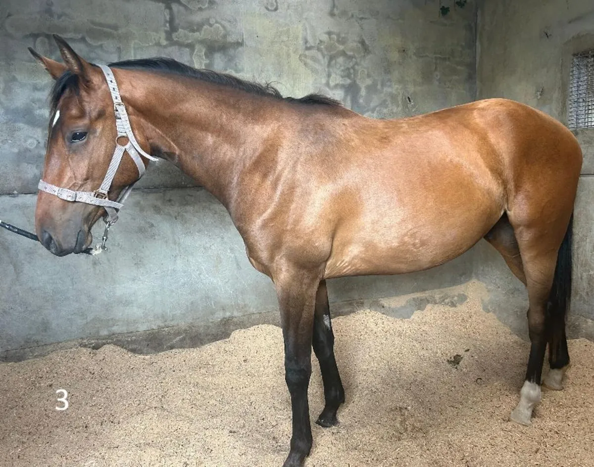 5 Irish Sport Horses - Image 3