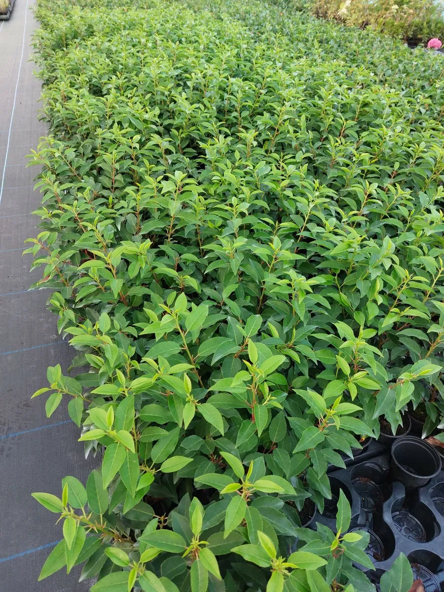 Portuguese Laurel Hedging