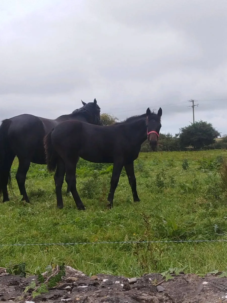 Connemara/ISH filly - Image 1