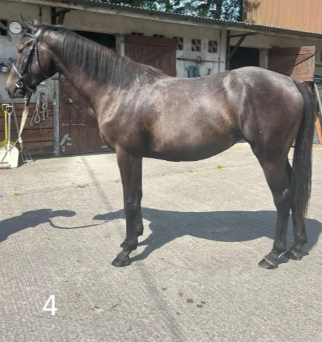 5 Irish Sport Horses - Image 4