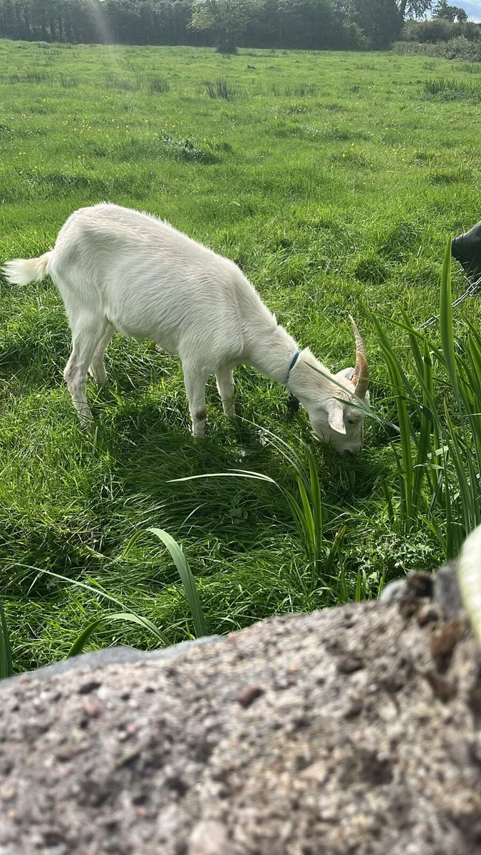 Female goat for sale - Image 2