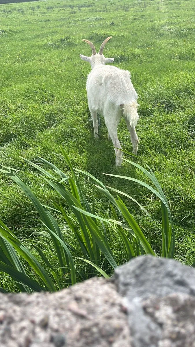 Female goat for sale - Image 3