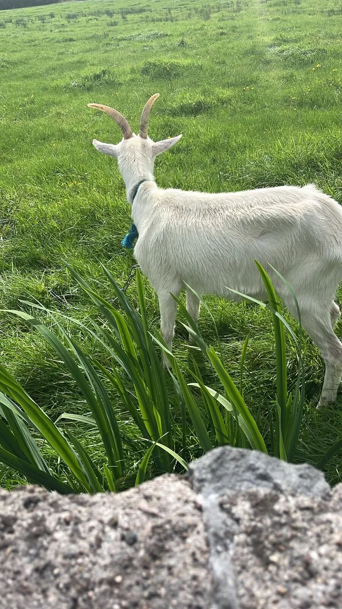 Female goat for sale - Image 4
