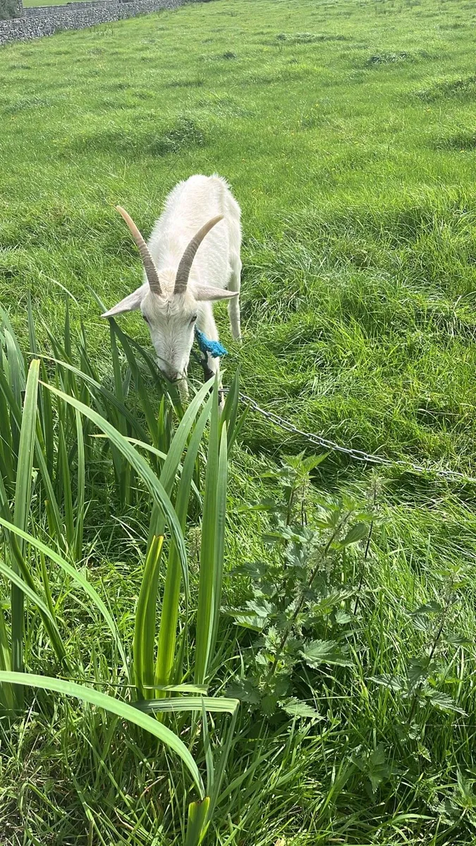 Female goat for sale - Image 1