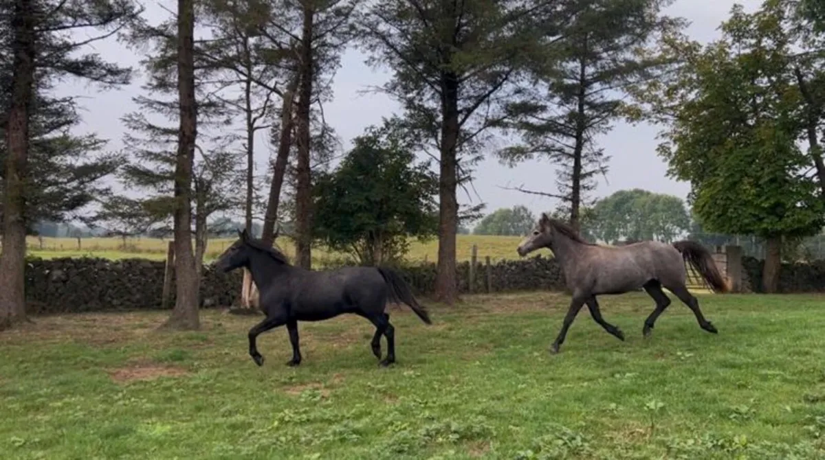 Two Connemara Geldings - Image 1