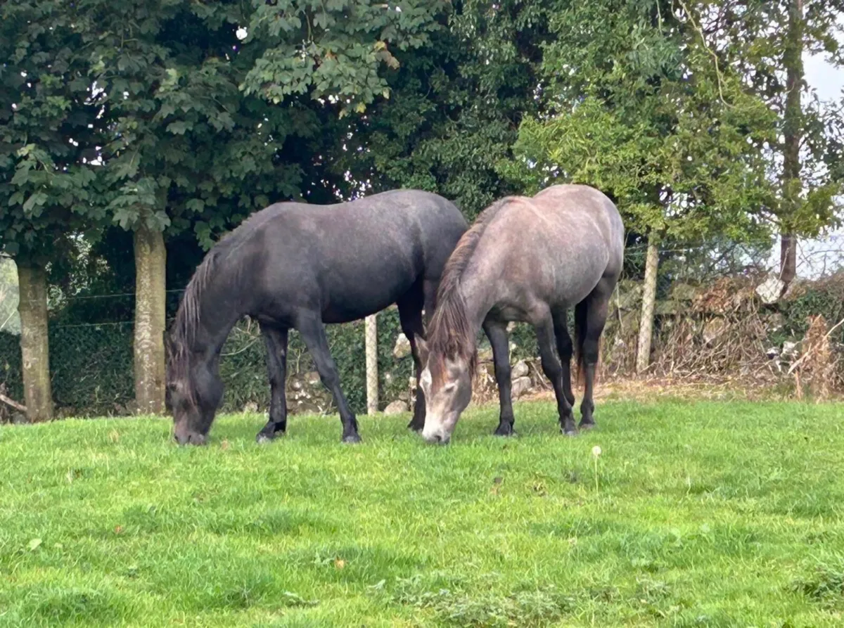 Two Connemara Geldings - Image 2
