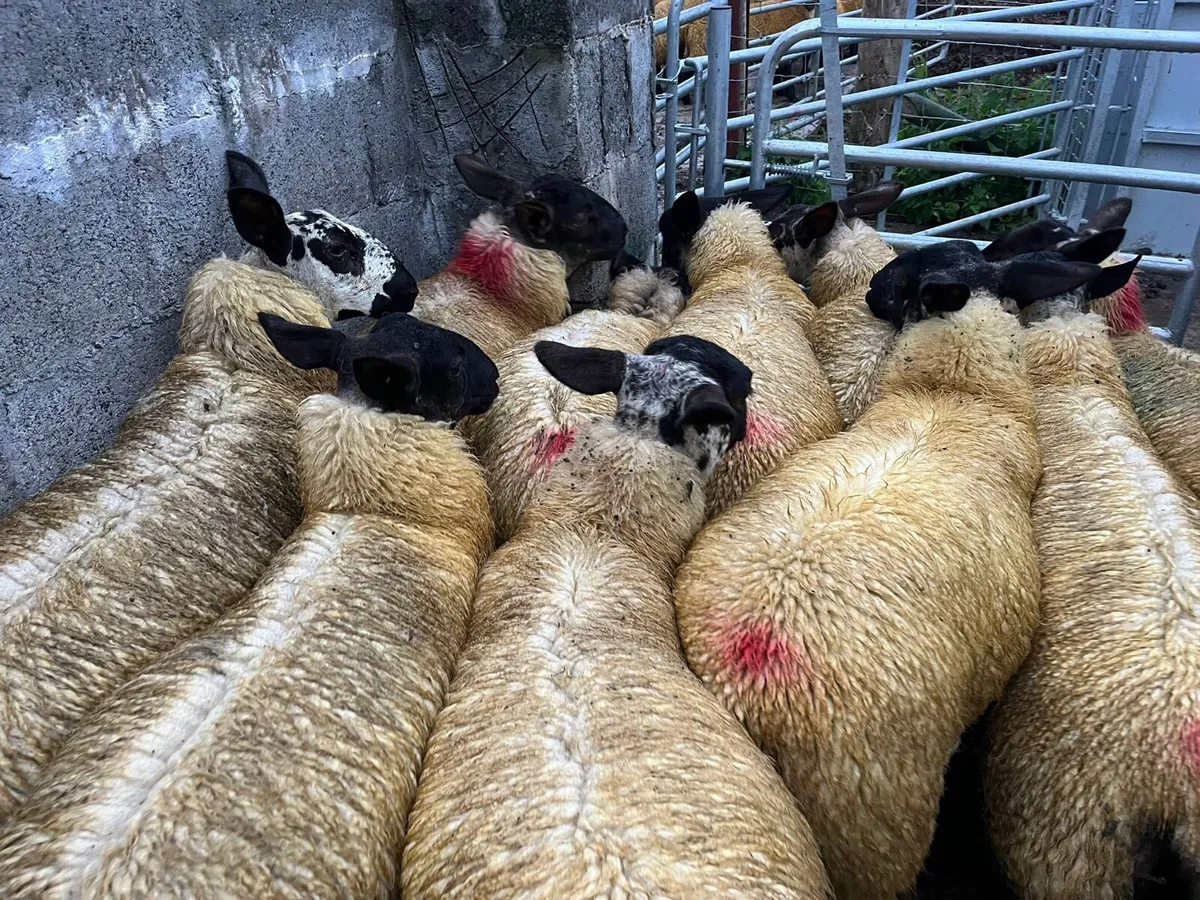DOWRA MART FRIDAY 4th  EWE LAMBS - Image 4