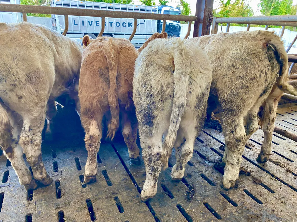 DO U NEED CATTLE • LEINSTER LIVESTOCK - Image 4