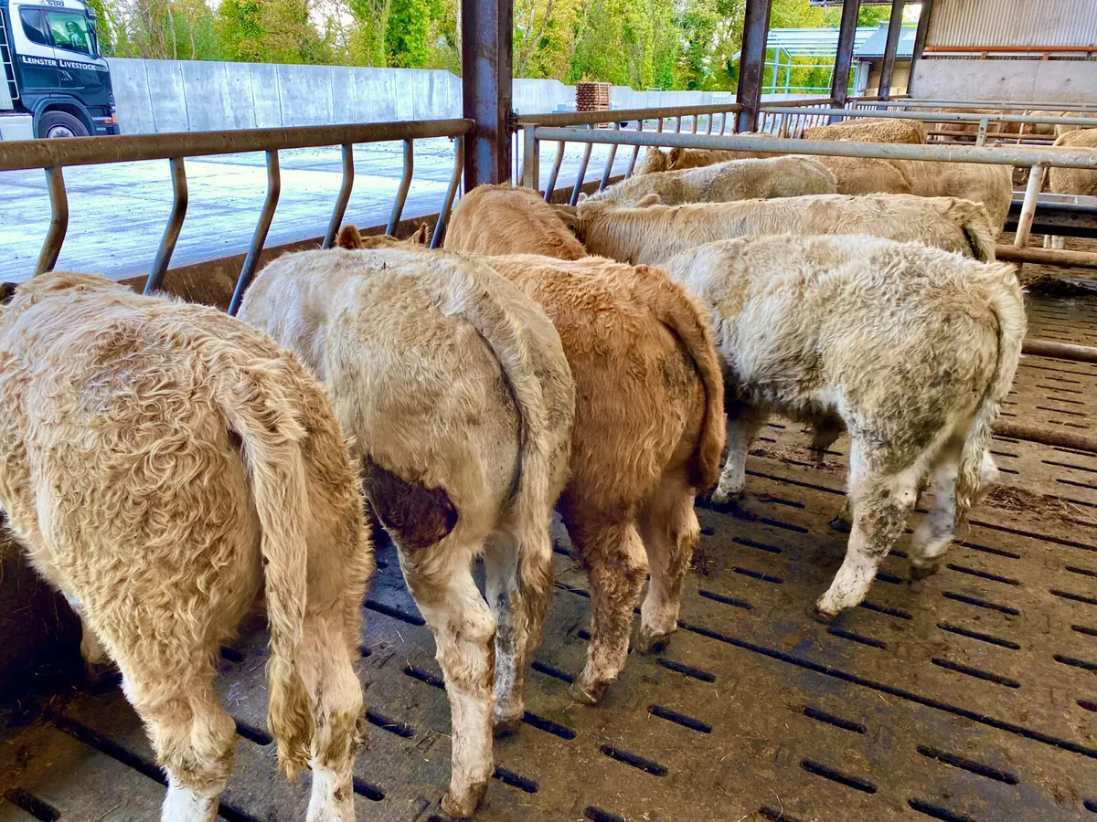 DO U NEED CATTLE • LEINSTER LIVESTOCK - Image 3