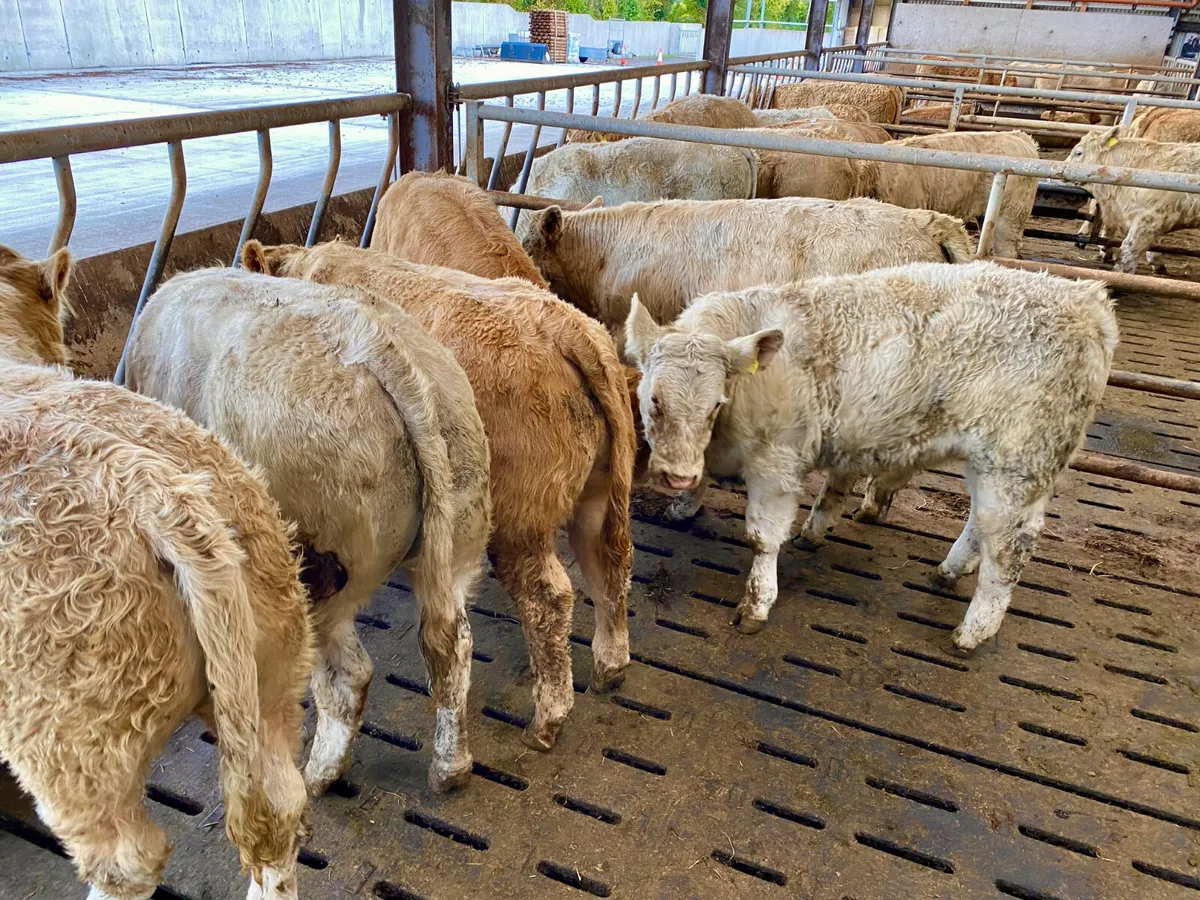 DO U NEED CATTLE • LEINSTER LIVESTOCK - Image 2