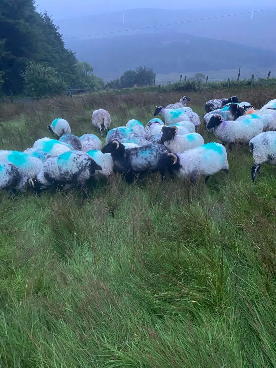 Mayo blackface hoggets - Image 1