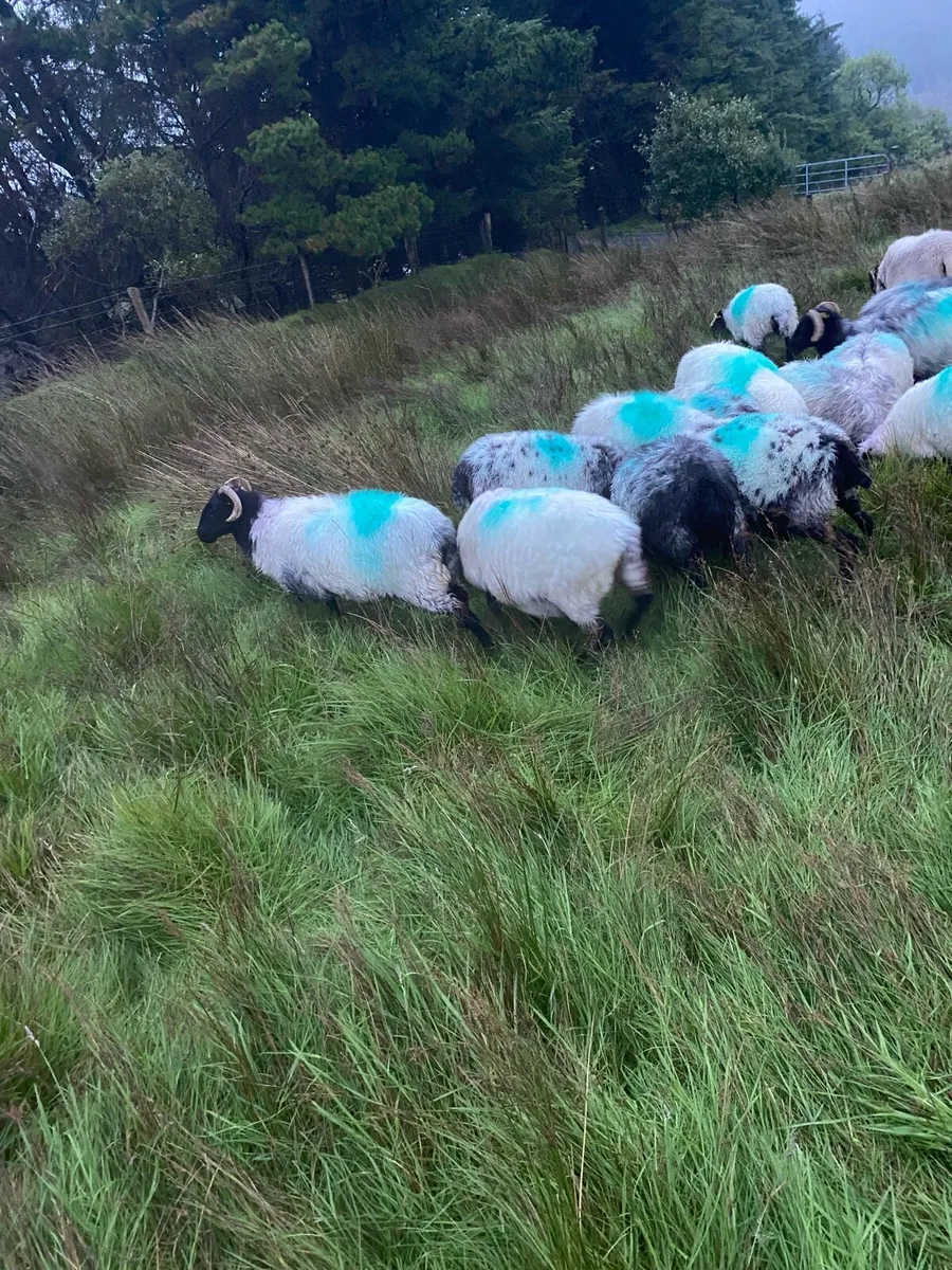 Mayo blackface hoggets - Image 2