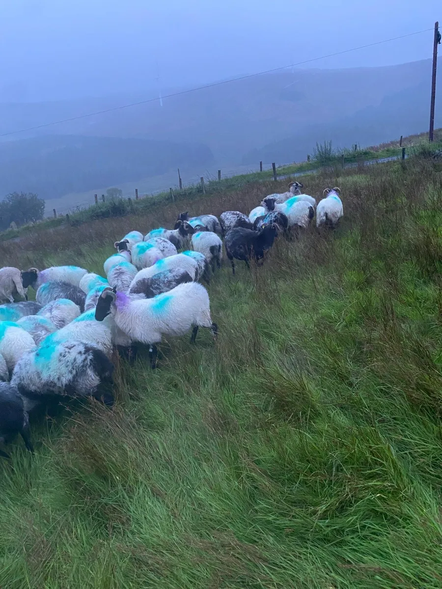 Mayo blackface hoggets - Image 3