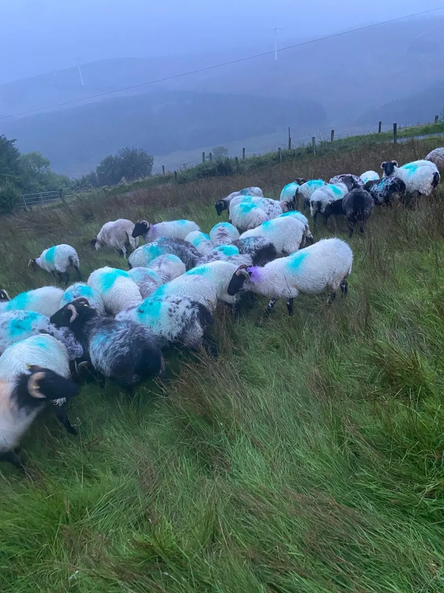 Mayo blackface hoggets - Image 4