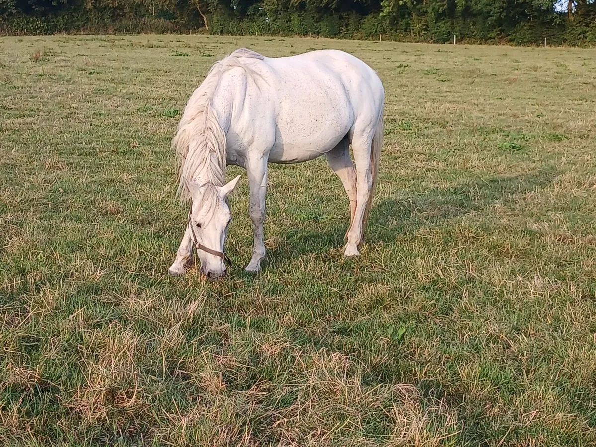 Quality Connemara Mare and Foal - Image 4